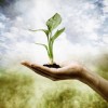 growing_plant
