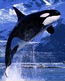 whale_killer