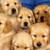 Puppies in Chair-c-25