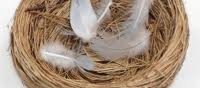 empty nest