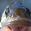 Fish Eyes