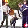 19-dog Donna R. Gore, LadyJustice
