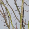 Tree Branches 003 (800x450)