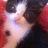 Lindsay-cat