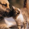 dog and cat dog and cat