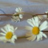 Daisy_chain Daisy_chain