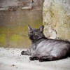 alley-cat alley-cat