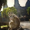 Monkeys