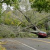 trees down - sandy