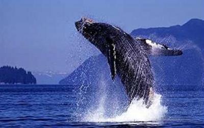 Saving a Life and a Whale – This is a Feel-Good Story!