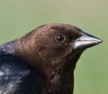 The Opinionated Bitch – On Brown-Headed Cowbirds
